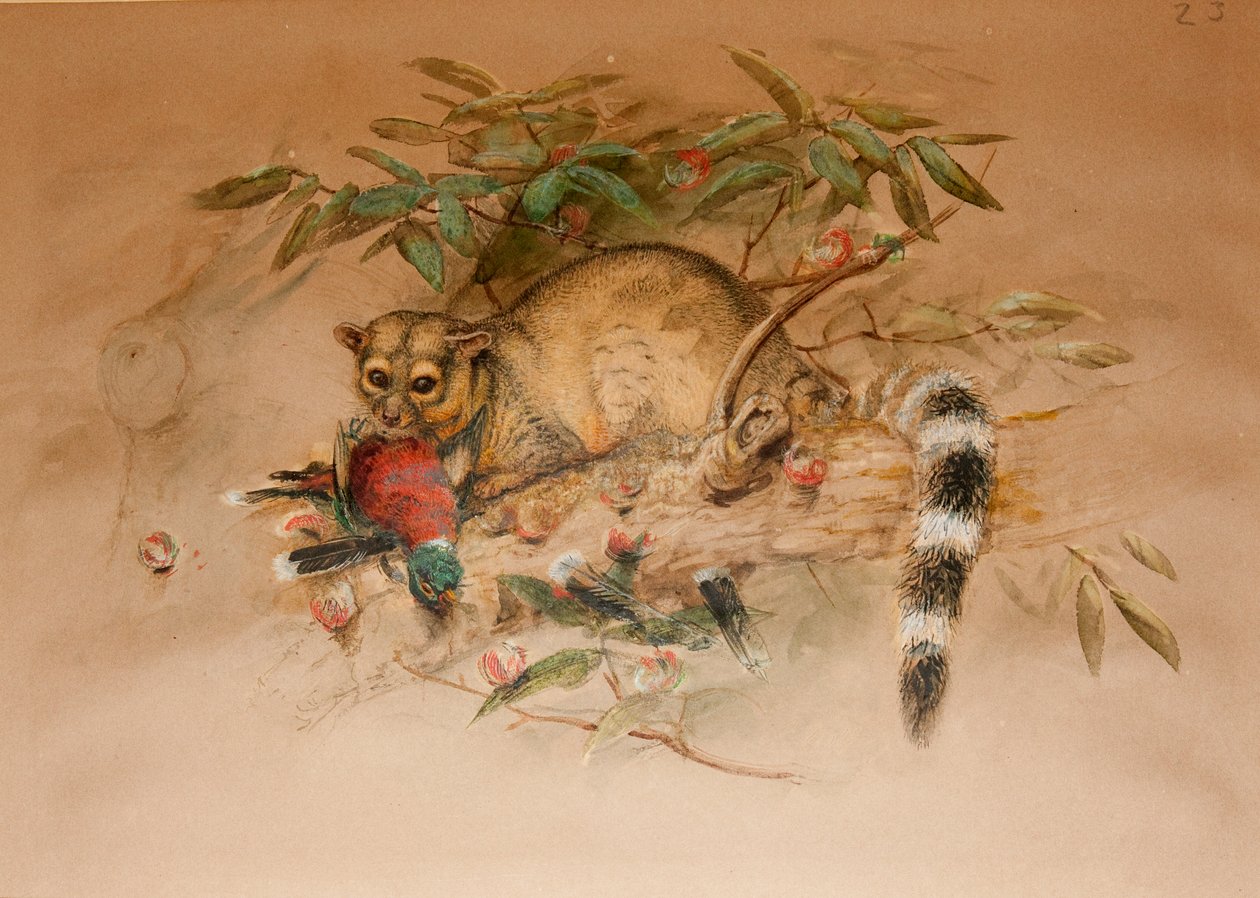 Die Bassaris - Bassaris astuta von Joseph Wolf