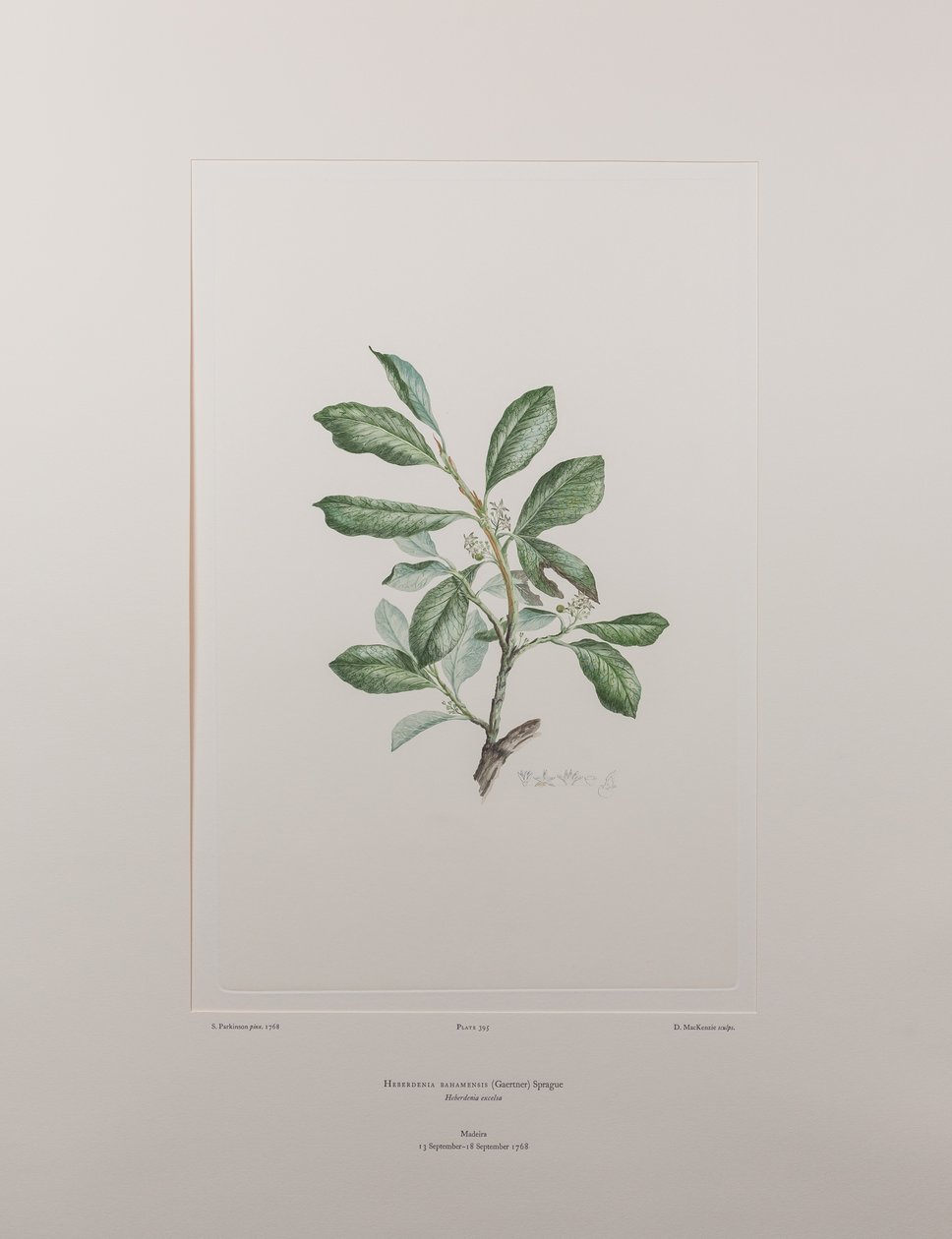 Heberdenia bahamensis (Myrsinaceae) - Tafel 395, Banks