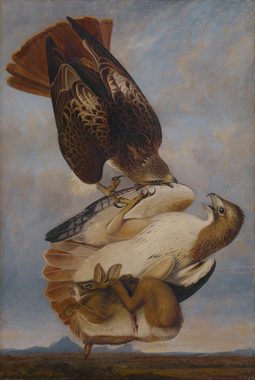 Rotschwanzbussard von Joseph Bartholomew Kidd