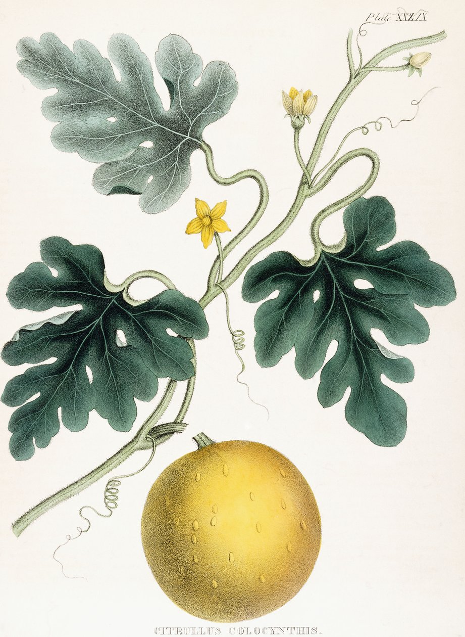 Colocynth, aus "Illustrationen der medizinischen Botanik: Bestehend aus farbigen Abbildungen der Pflanzen, die die wichtigen Artikel der Materia Medica liefern". J.H. Colen von Joseph Carson