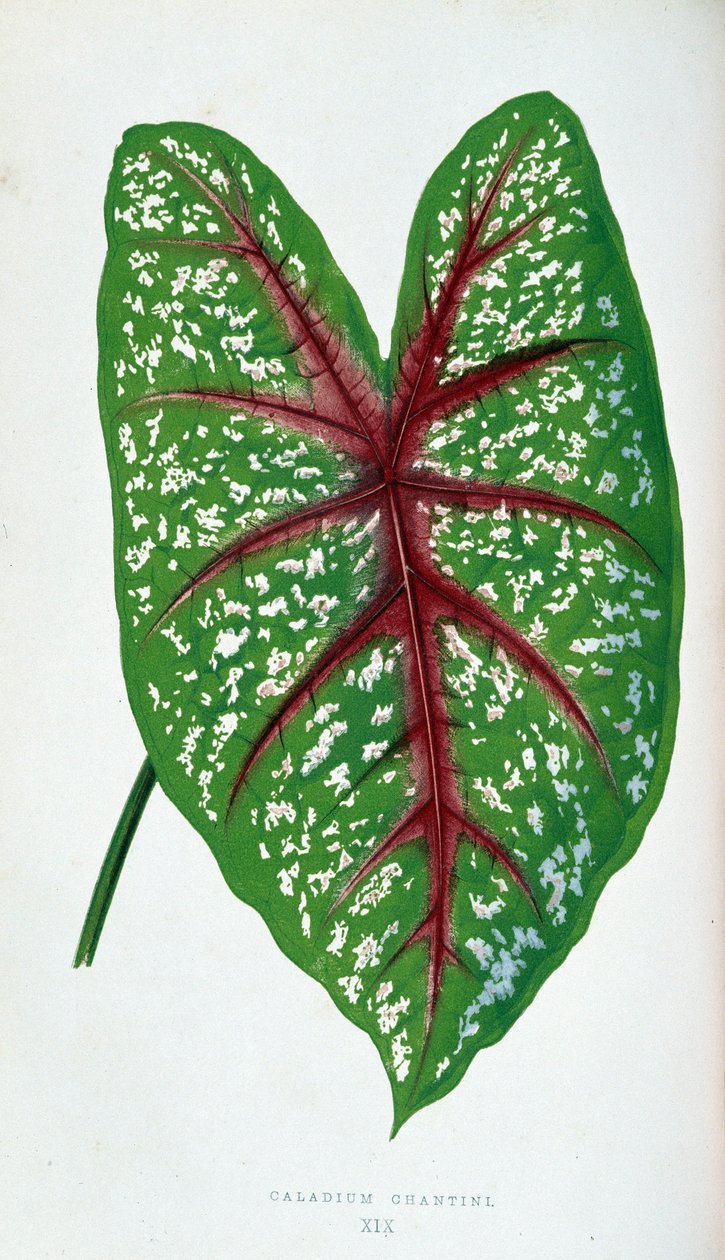 Chantini Caladium Blatt. Botanische Tafel in „Pflanzen mit buntem Laub“ von Joseph Edward and Howard W Lowe
