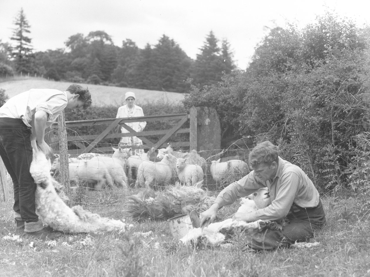 Eine Gruppe von Bauern in einem Feld, die einige Lämmer scheren von Joseph Hardman