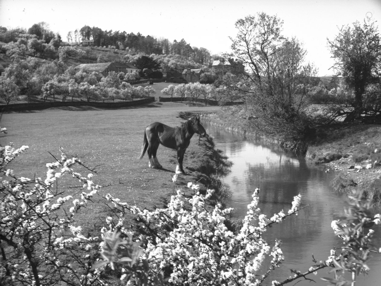 Blüten im Vordergrund mit Pferd neben Bach im Feld dahinter von Joseph Hardman