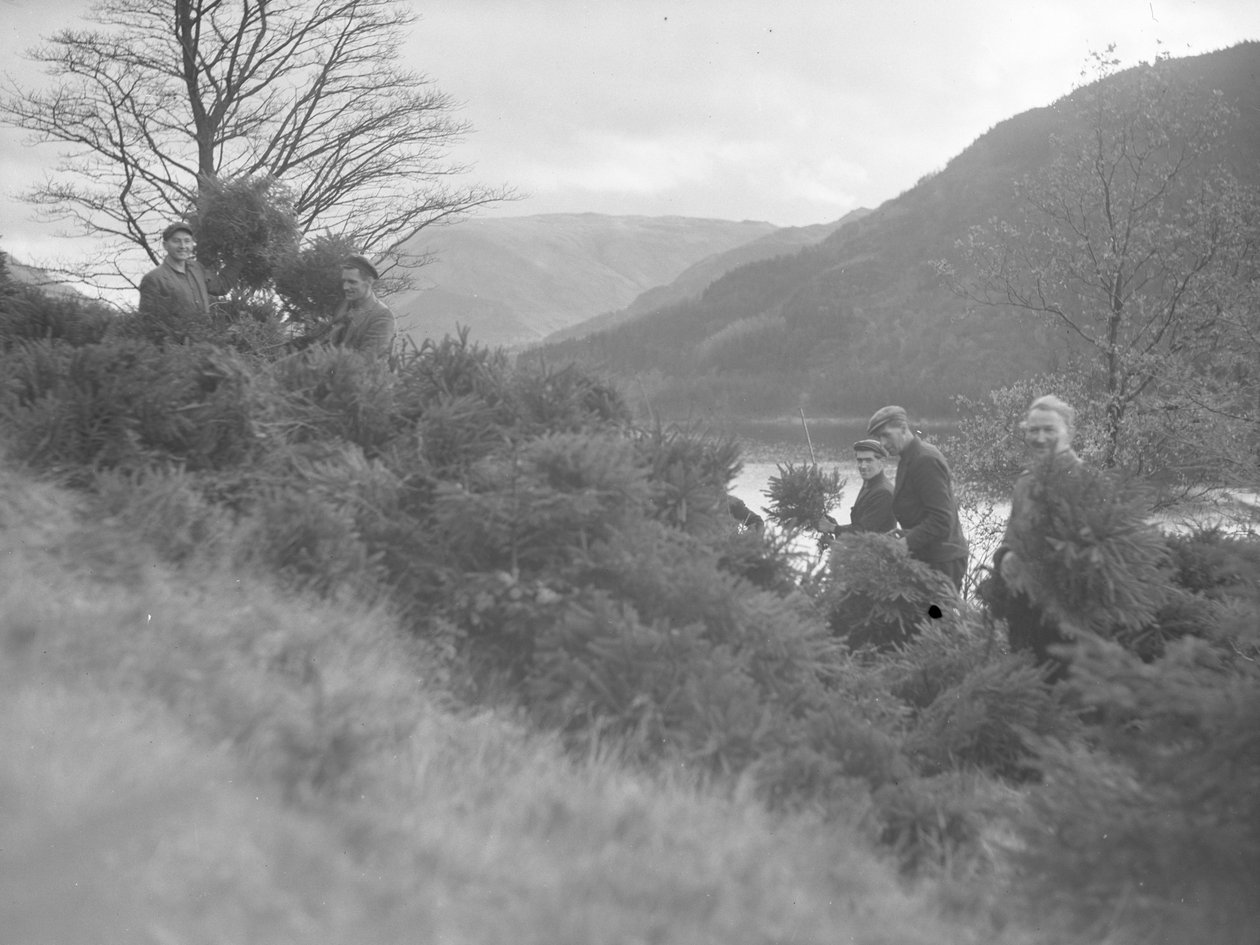 Männer arbeiten zwischen gefällten Weihnachtsbäumen bei Thirlmere von Joseph Hardman