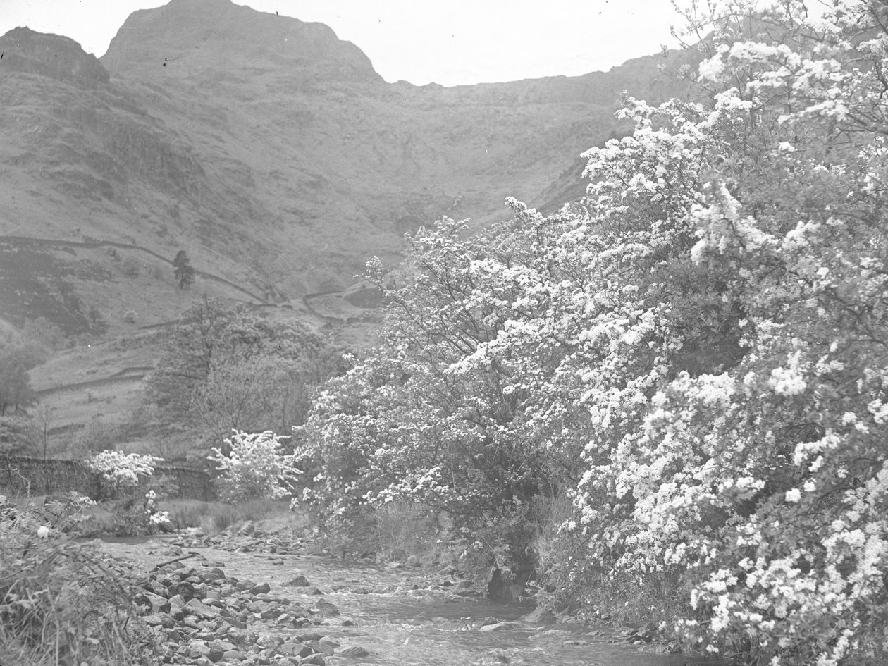 Fluss mit Blütenbäumen am Ufer und Langdale Pike im Hintergrund von Joseph Hardman
