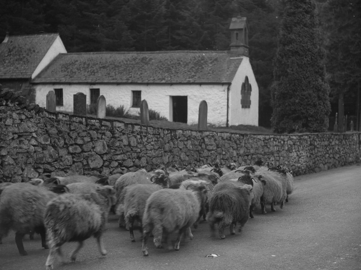 Schafe gehen die Straße entlang außerhalb der Kirche in Thirlmere von Joseph Hardman