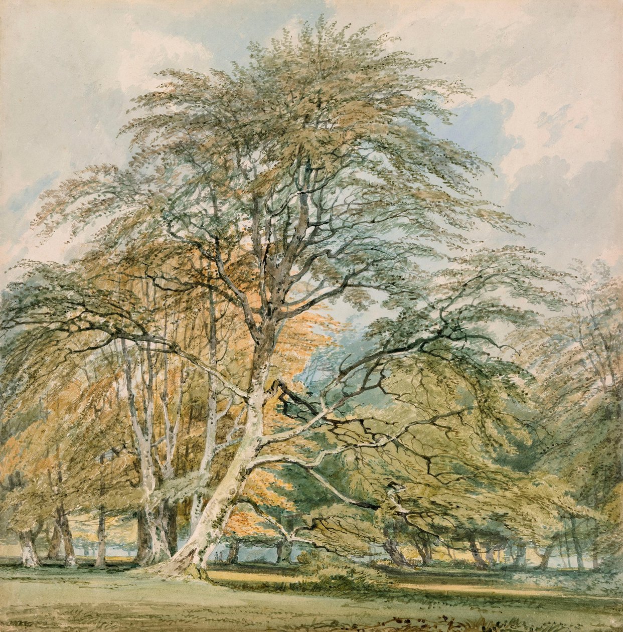 Buchen im Norbury Park, Leatherhead, Surrey von Joseph Mallord William Turner