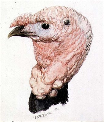 Truthahn, aus dem Farnley-Buch der Vögel, ca. 1816 von Joseph Mallord William Turner