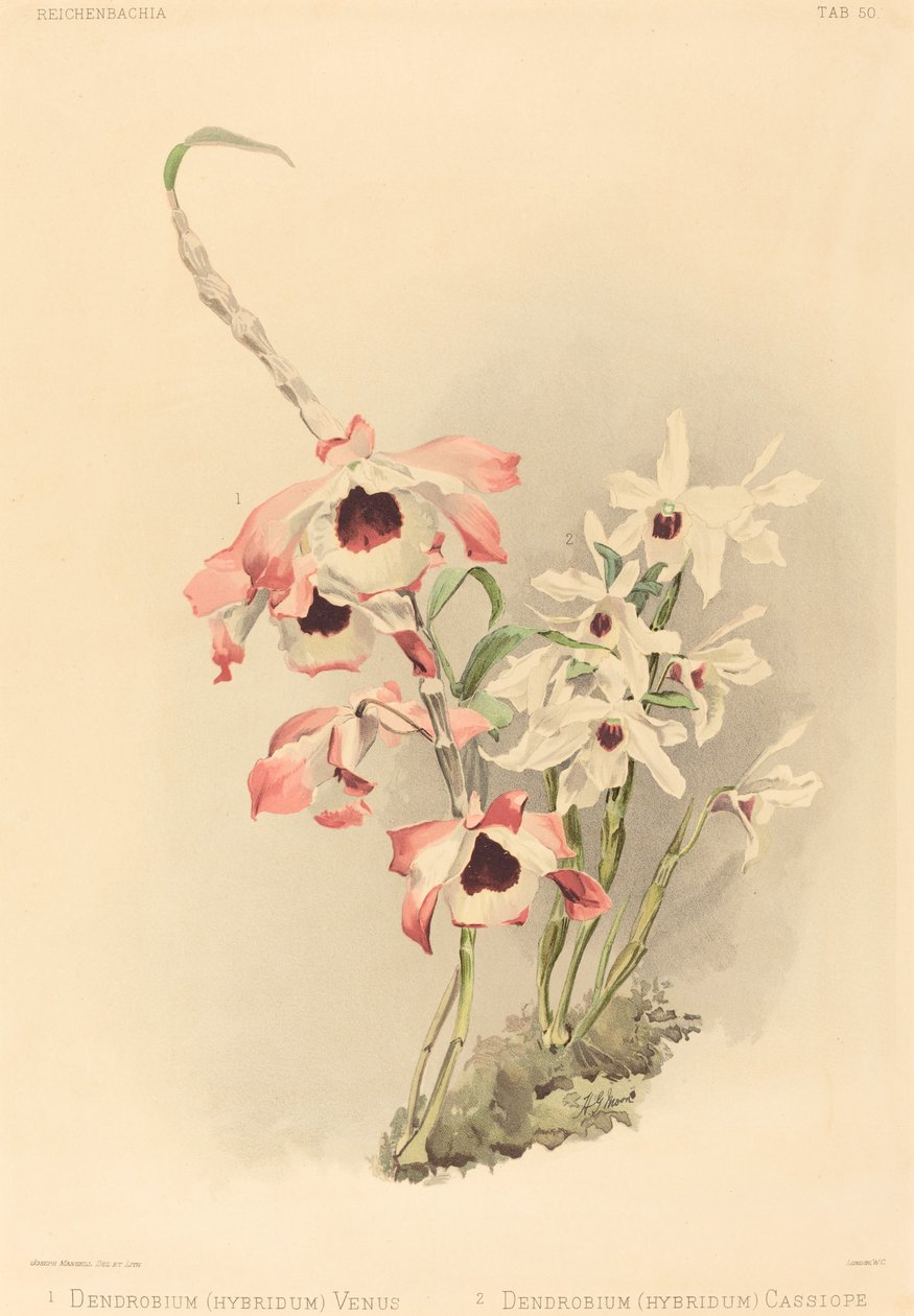 Dendrobium Hybridium Venus und Dendrobium Hybridium Cassiope von Joseph Mansell