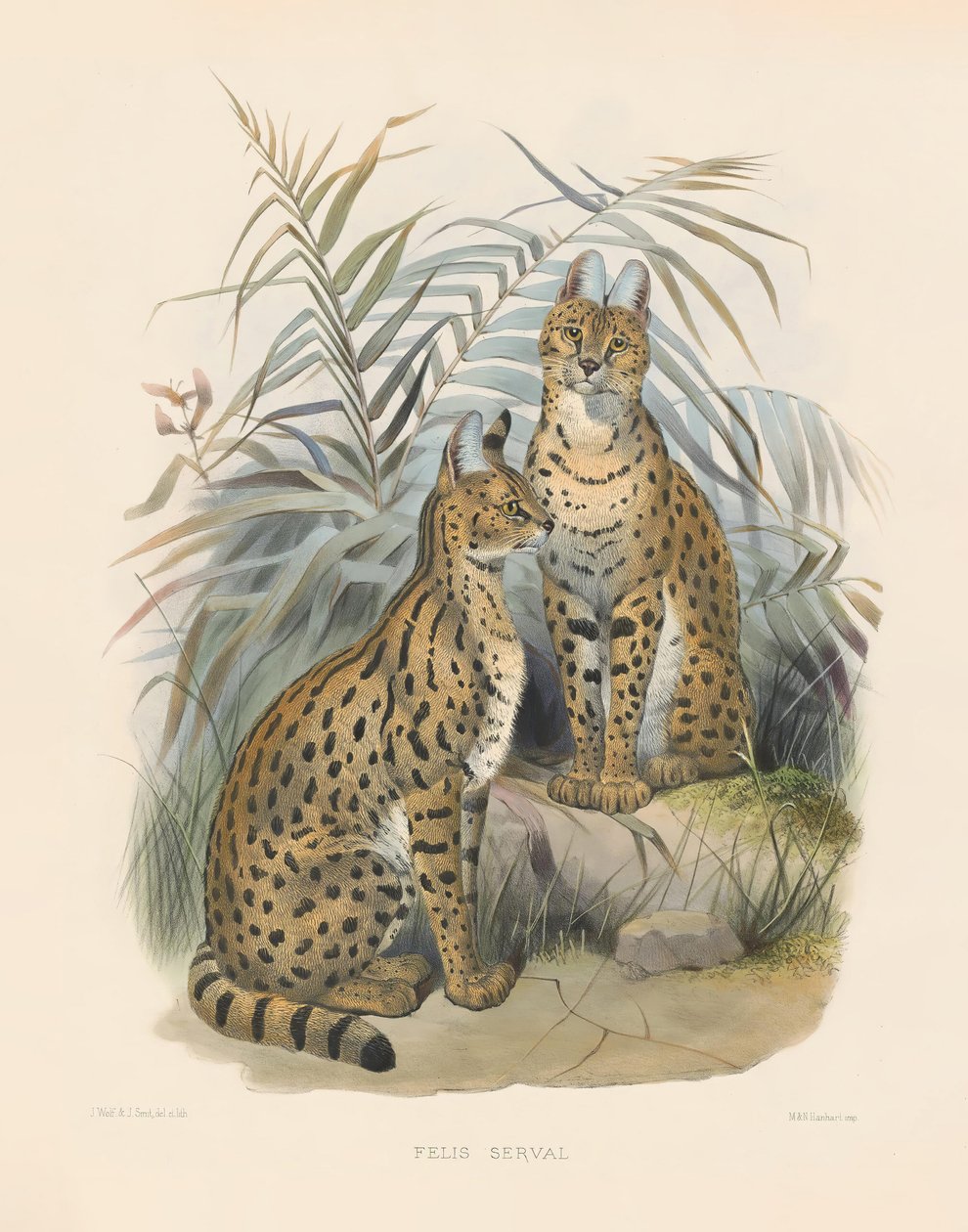 Afrikanischer Serval (Felis serval) von Joseph Wolf