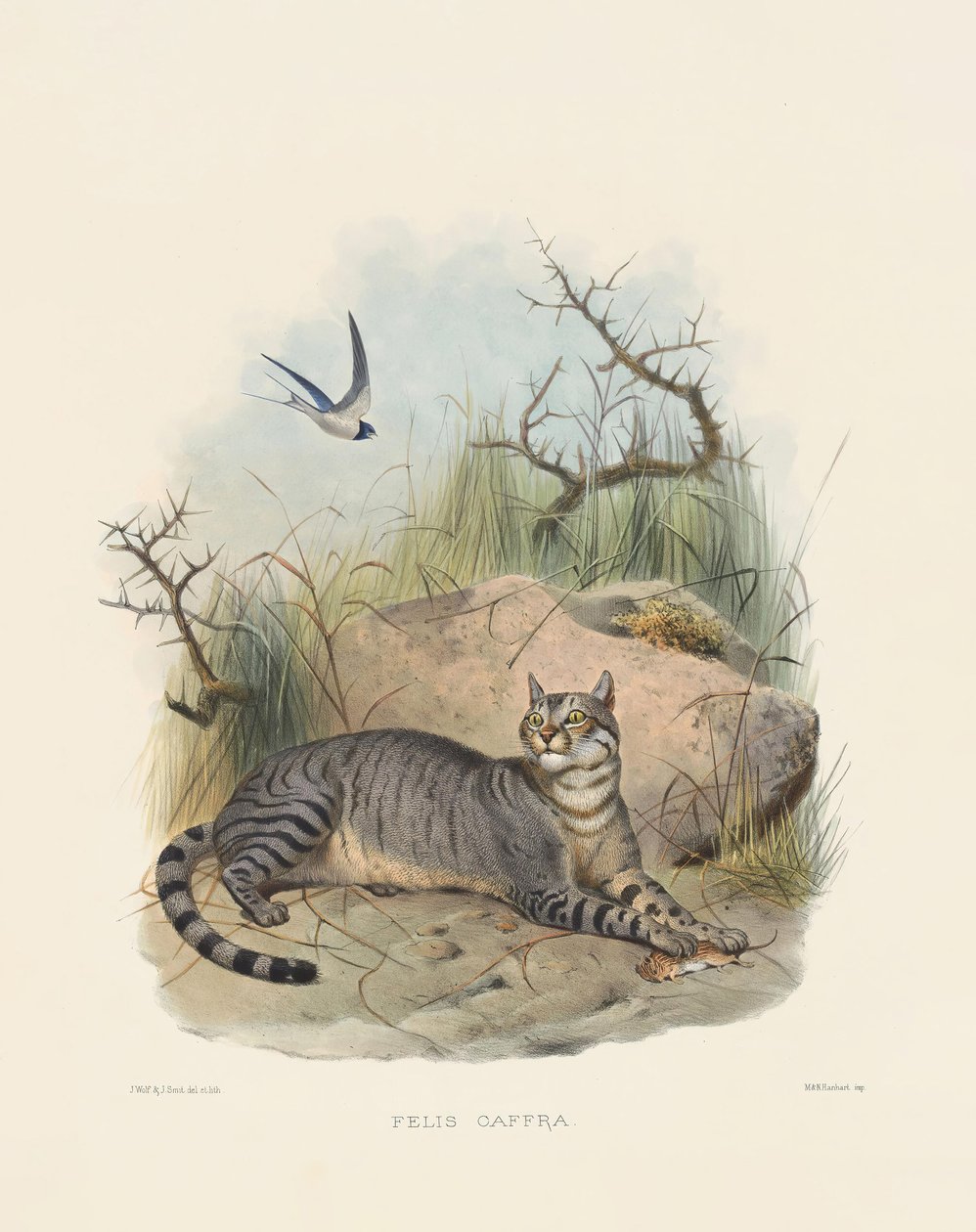 Afrikanische Wildkatze (Felis caffra) von Joseph Wolf