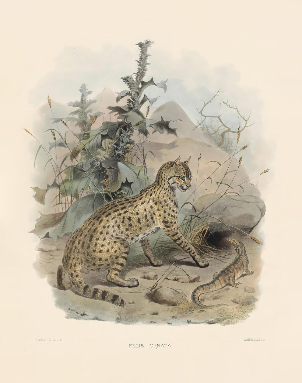 Asiatische Wildkatze von Joseph Wolf