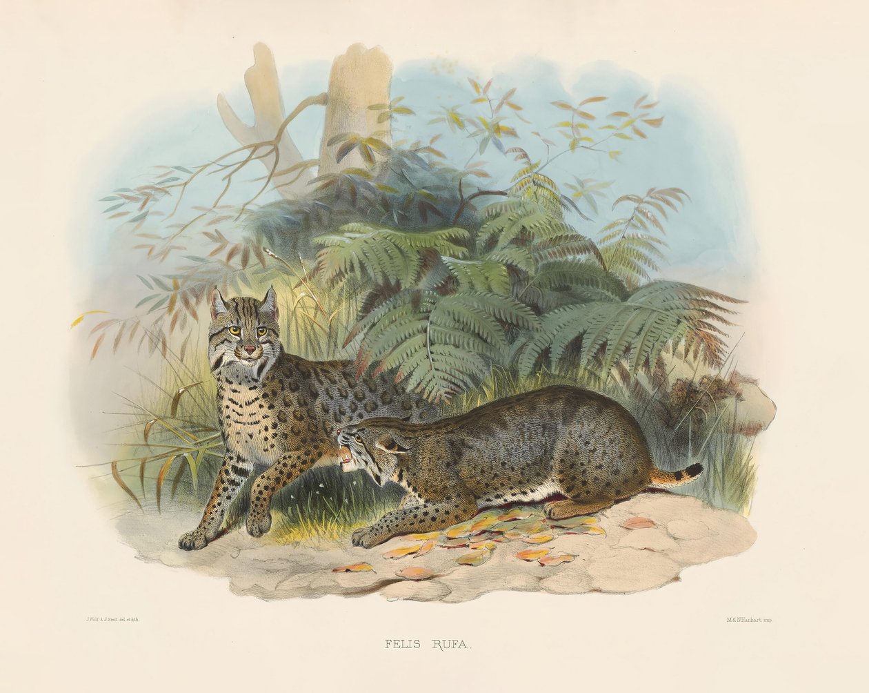 Rotluchs (Felis rufa) von Joseph Wolf