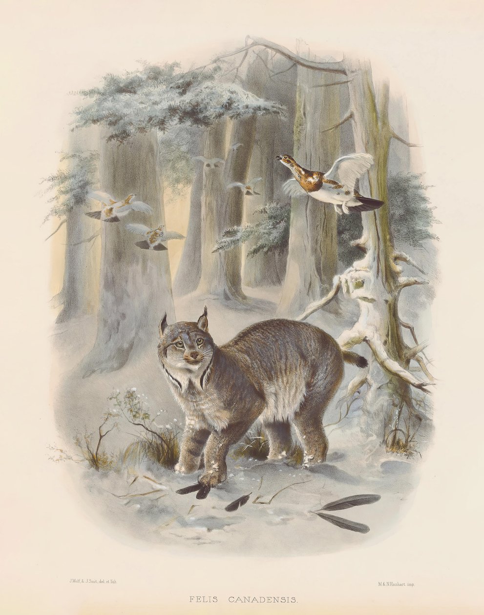 Kanadischer Luchs (Felis canadensis) von Joseph Wolf