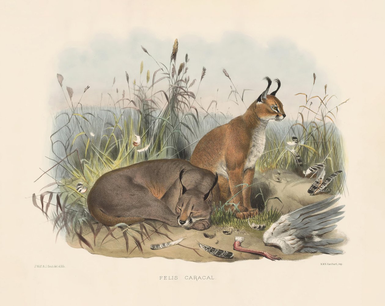 Karakal (Felis caracal) von Joseph Wolf