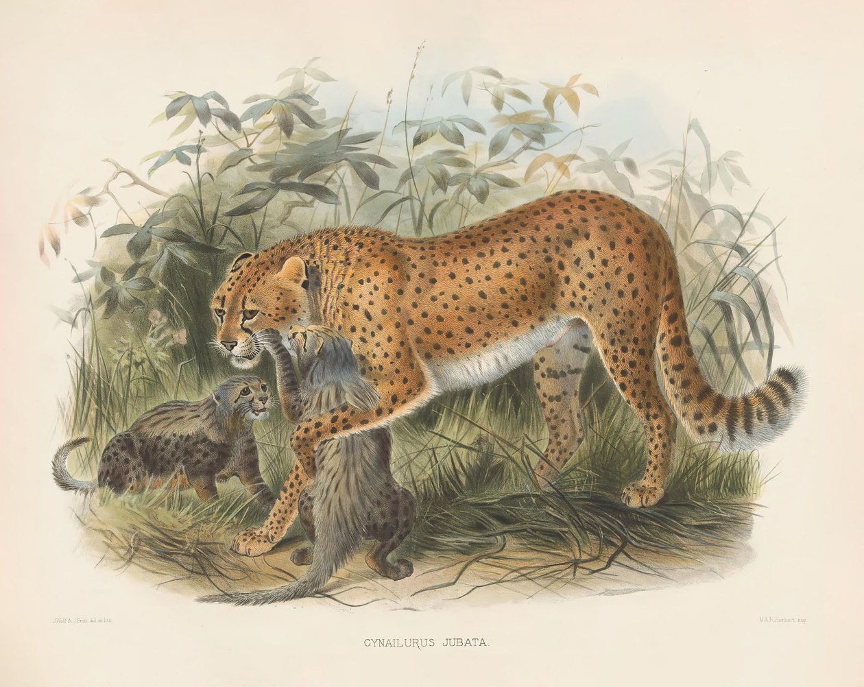 Gepard mit Jungen (Cynaelurus jubata) von Joseph Wolf