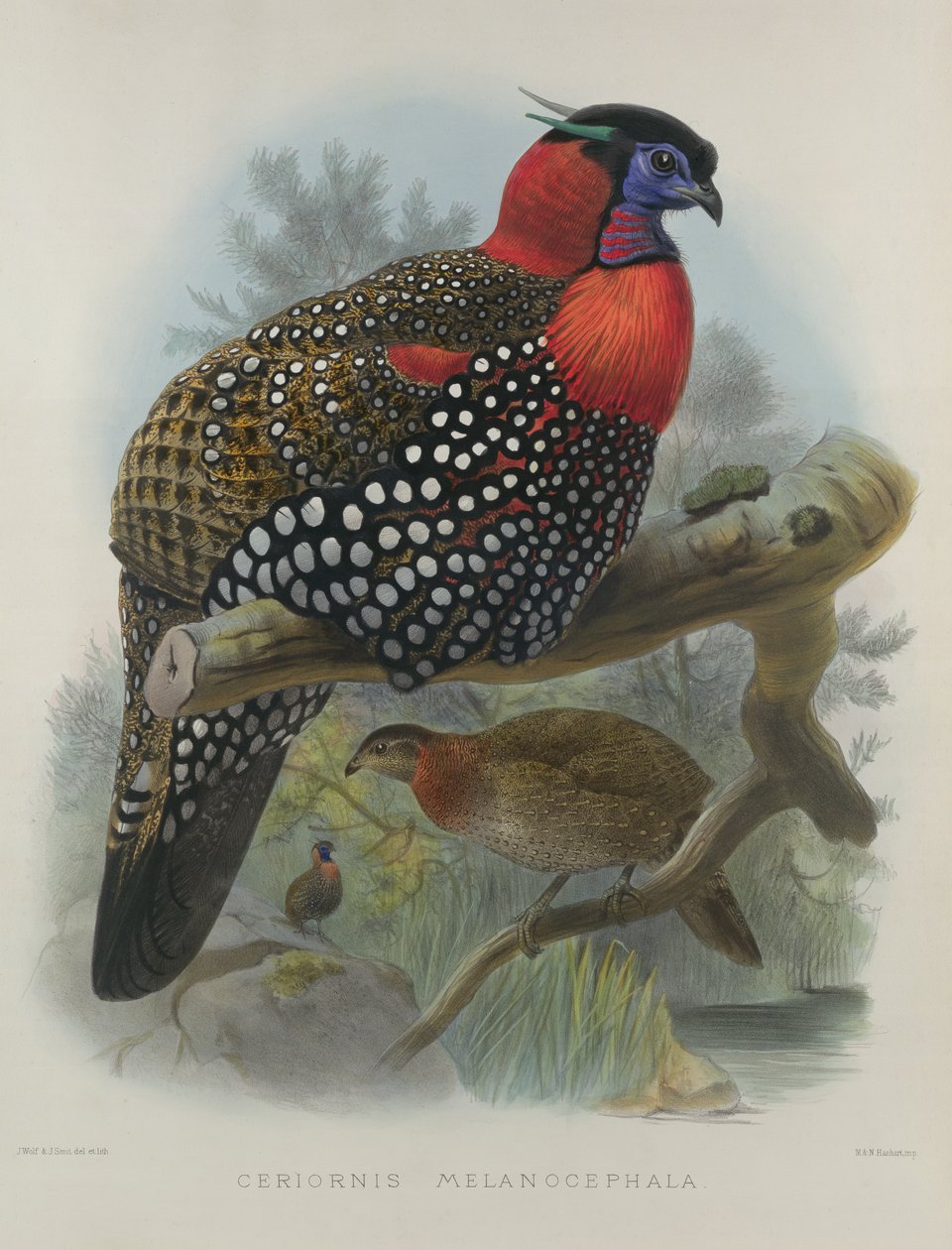Purpurbrust-Tragopan, graviert von M. & N. Hanhart, 1870-72 von Wolf, Joseph (1820-99) & Smit, J. (fl.1870) von Joseph Wolf