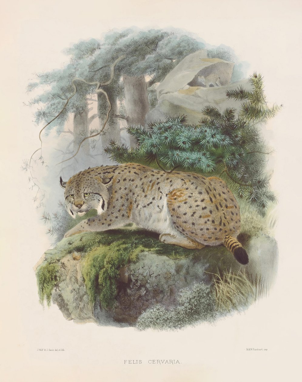 Eurasischer Luchs (Felis cervaria) von Joseph Wolf