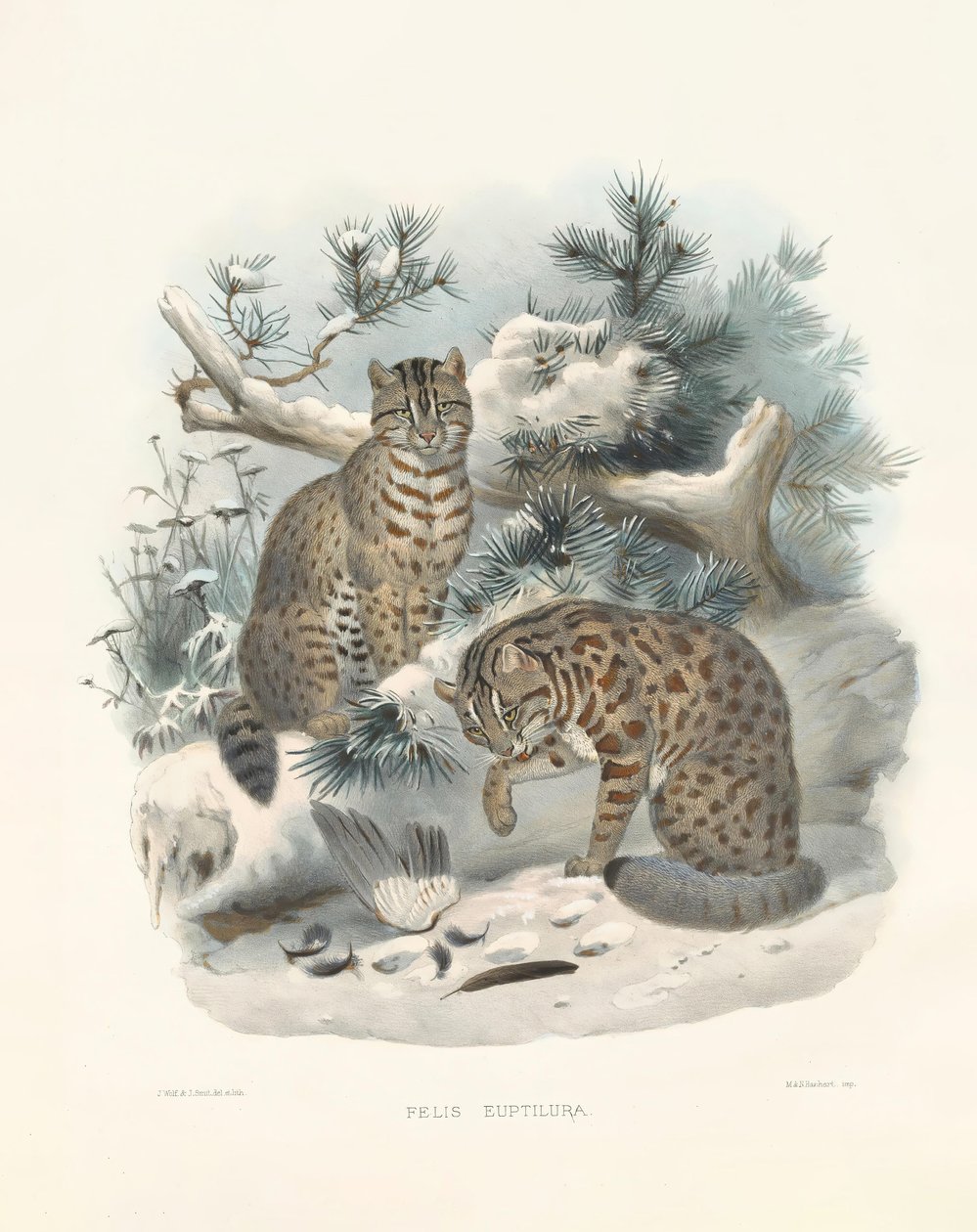 Eurasischer Luchs (Felis euptilura) von Joseph Wolf