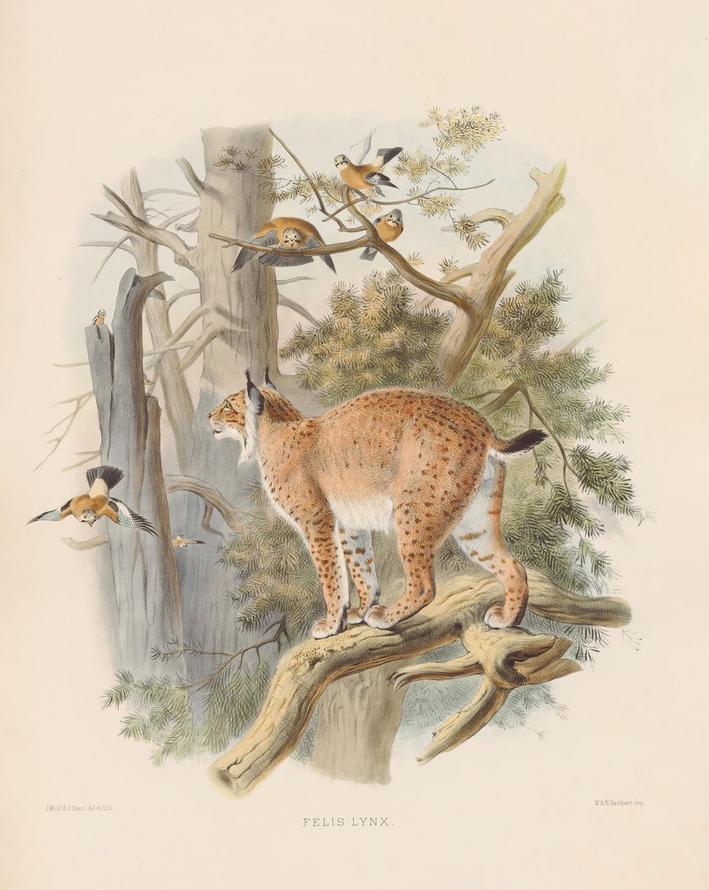 Eurasischer Luchs (Felis lynx) von Joseph Wolf