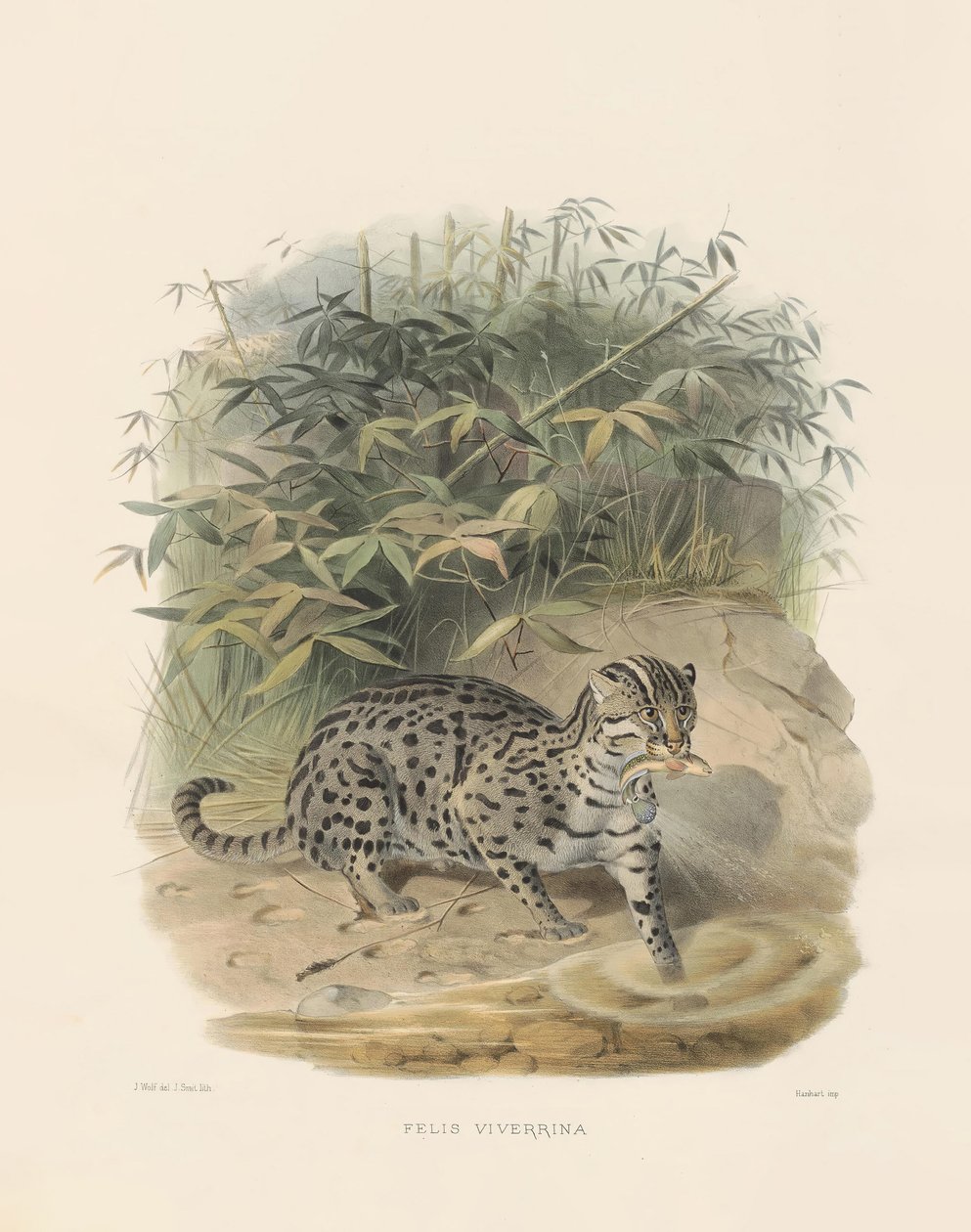 Fischkatze von Joseph Wolf