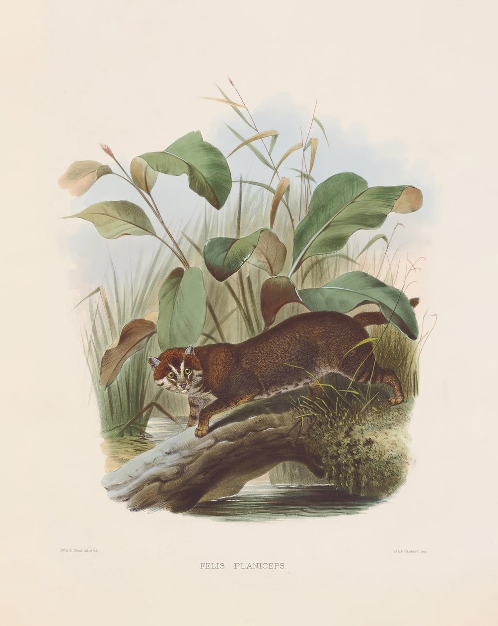 Flachkopfkatze (Felis planiceps) von Joseph Wolf