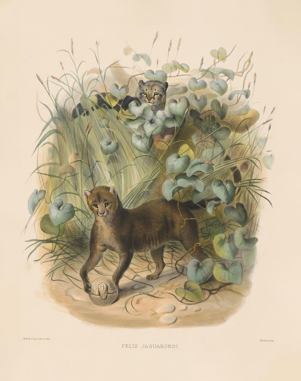 Jaguarundi (Felis jaguarondi) von Joseph Wolf