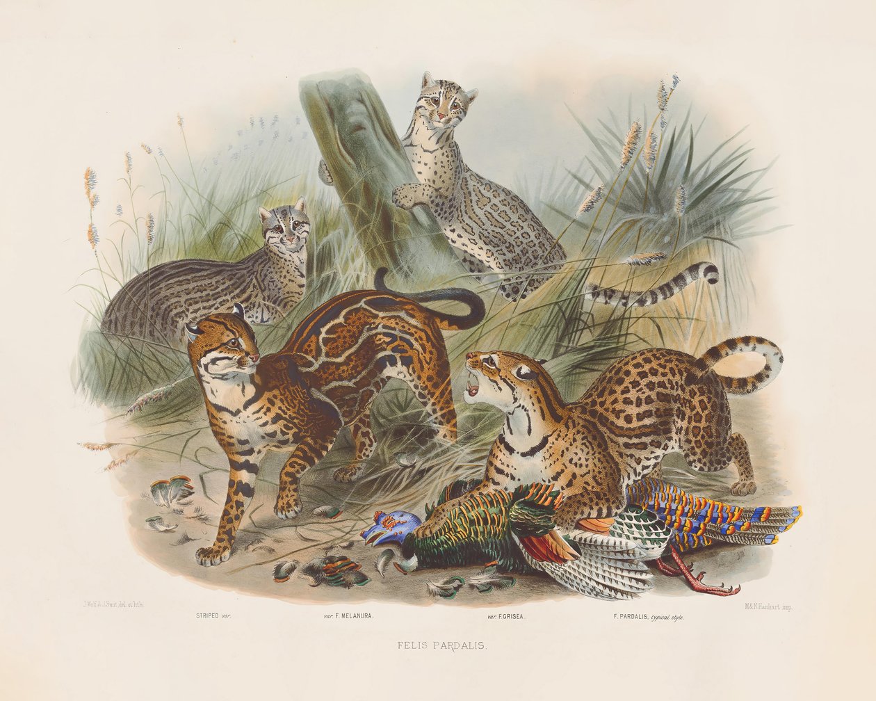 Leoparden und ihre Variationen (Felis pardalis) von Joseph Wolf