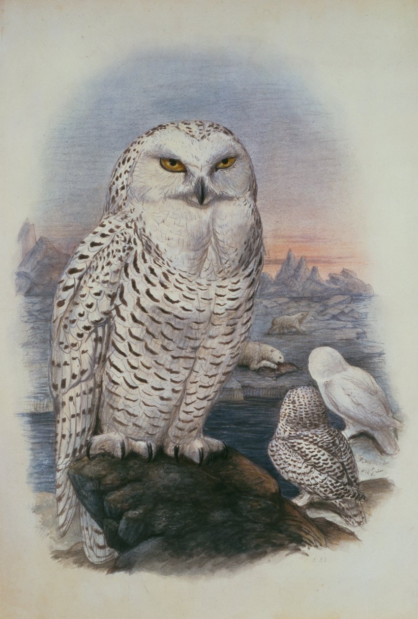 Schneeeule, Nyctea Nivea von Joseph Wolf