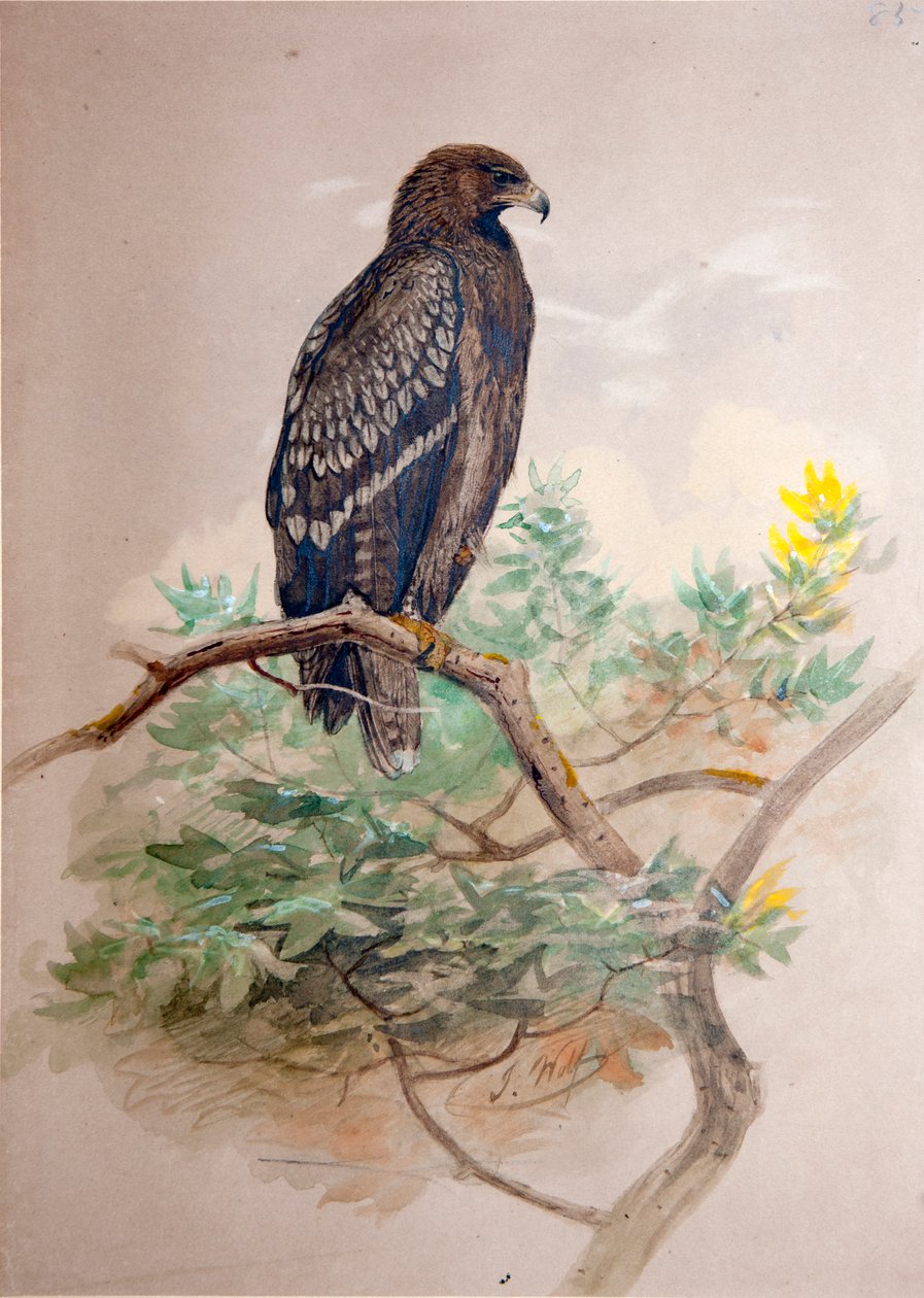 Schreiadler (Aquila clanga), 1856-67 von Joseph Wolf