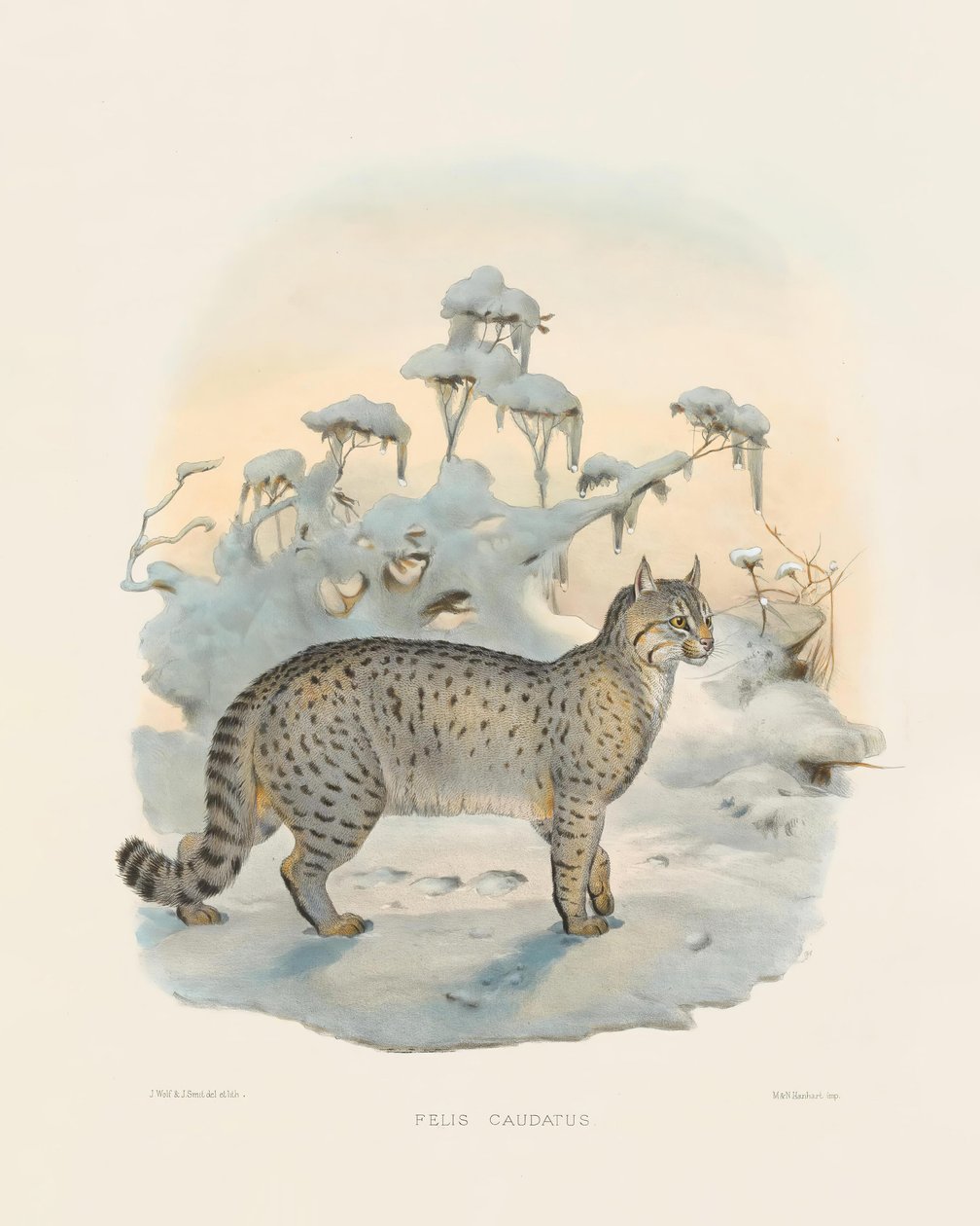 Steppenluchs (Felis caudatus) von Joseph Wolf