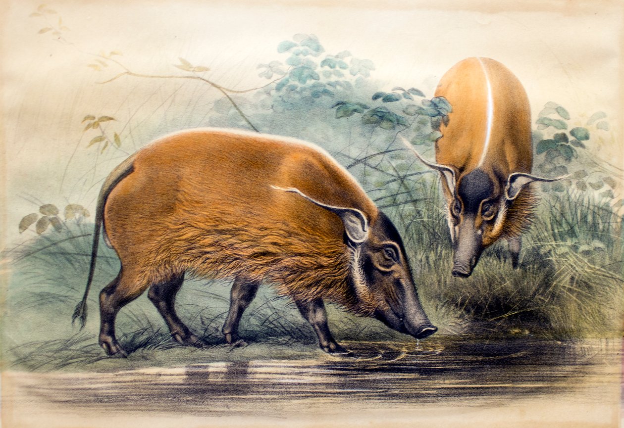 Das Rotflussschwein, 1865 von Joseph Wolf: Kunstdruck kaufen