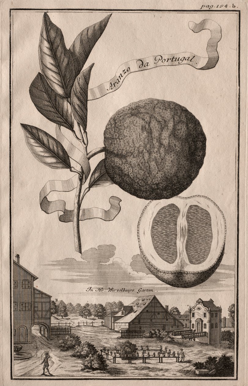 Nürnbergische Hesperides: Aranzo da Portugal, 1714 von Joseph de Montalegre