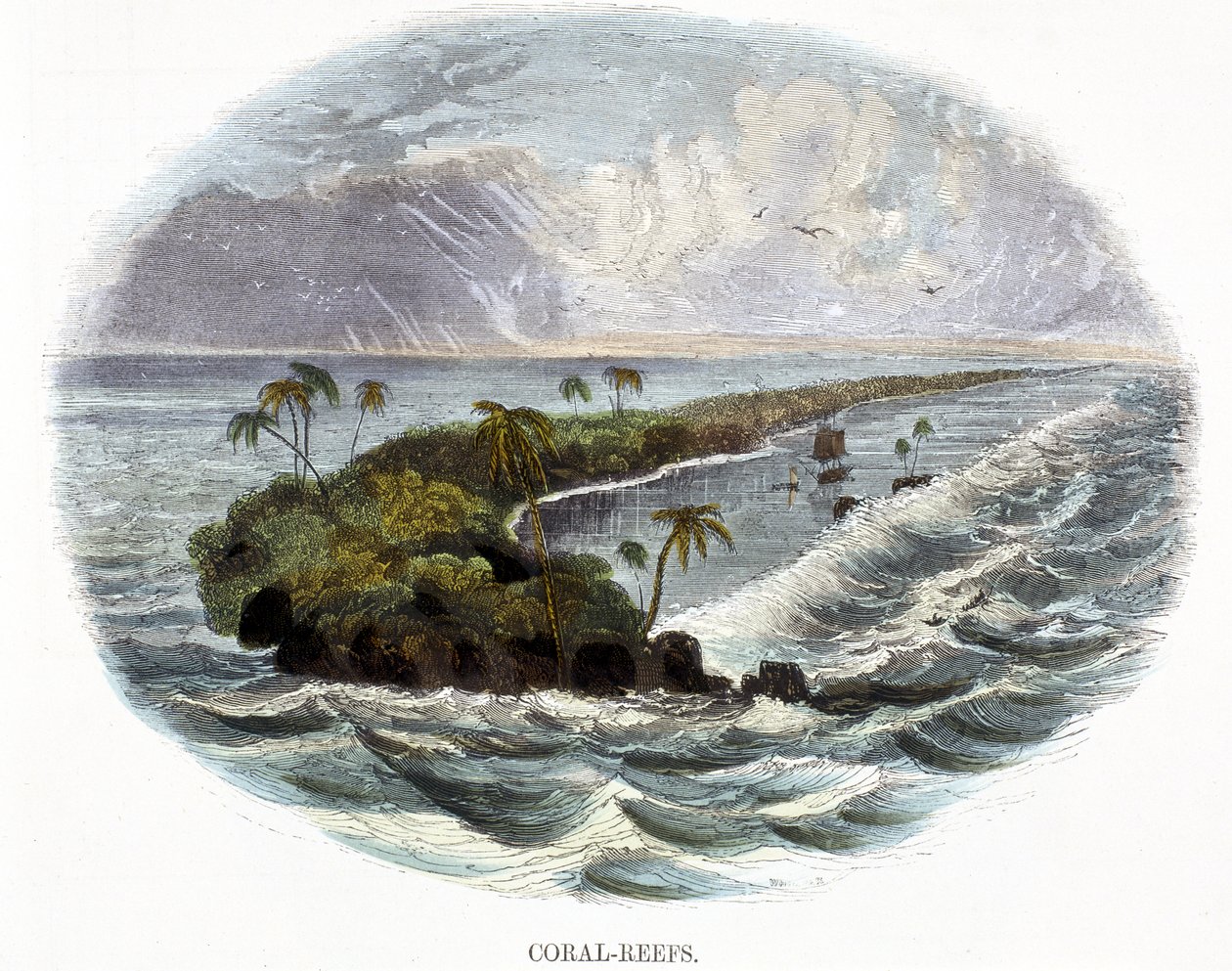 Korallenriffe, aus Phänomene der Natur, 1849 von Josiah Wood Whymper
