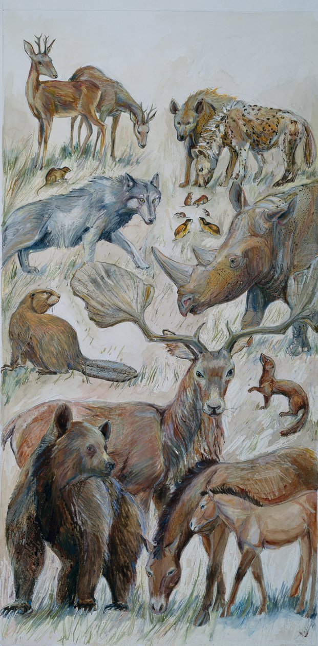 Boxgrove-Tiere identifiziert durch Ausgrabung von Judith Dobie