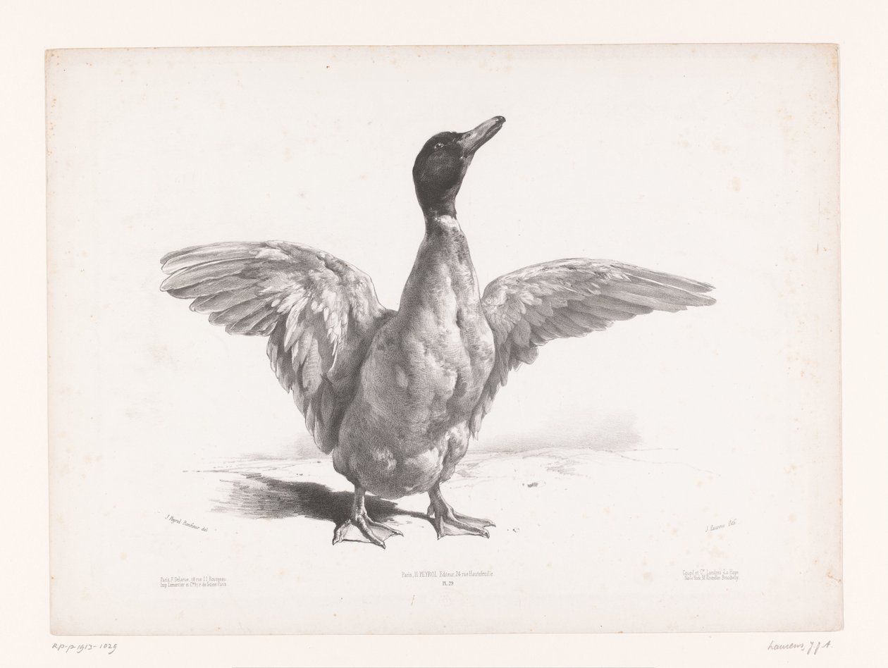 Studie einer Ente mit ausgebreiteten Flügeln von Jules Joseph Augustin Laurens