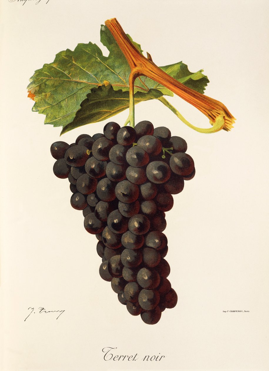 Terret Noir Traube von Jules Troncy