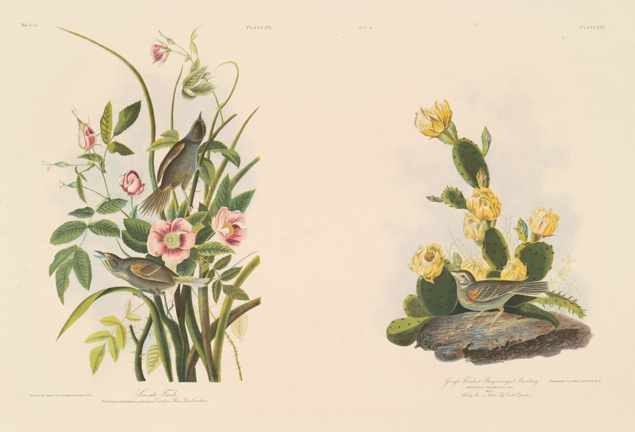 Küstenfink; und Grafs Fink oder Bay-Winged Ammer von Julius Bien after John James Audubon