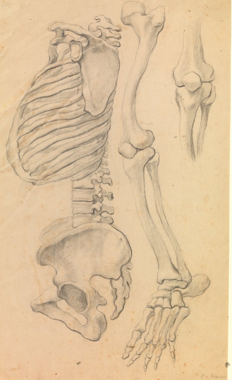 Wirbelsäule mit Brustkorb und Becken, Profil nach links; außerdem Knochen eines linken Beins von der Hüfte bis zur Zehenspitze und Detail eines Knies. (1662?) von Karel van III Mander