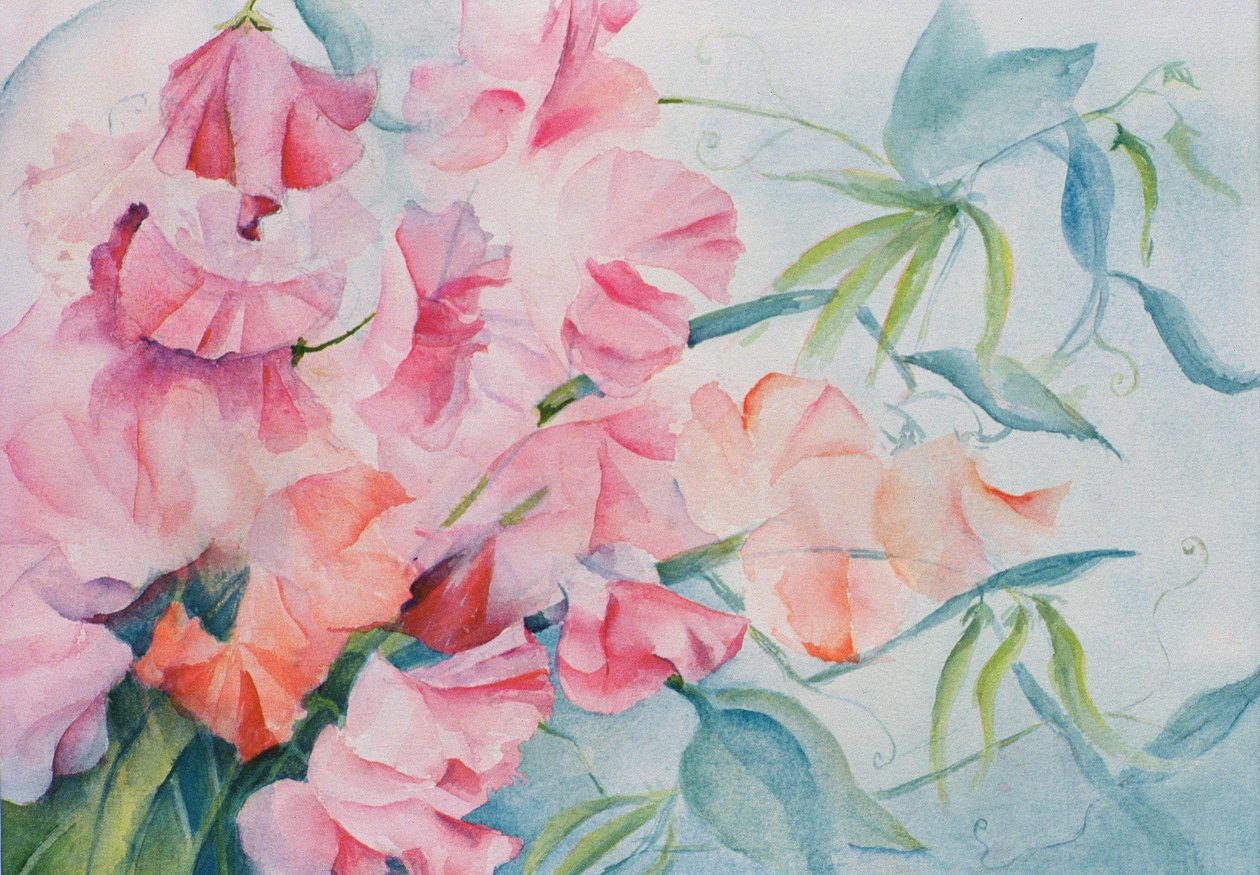 Lathyrus Odoratus, Duftwicke (horizontal) von Karen Armitage