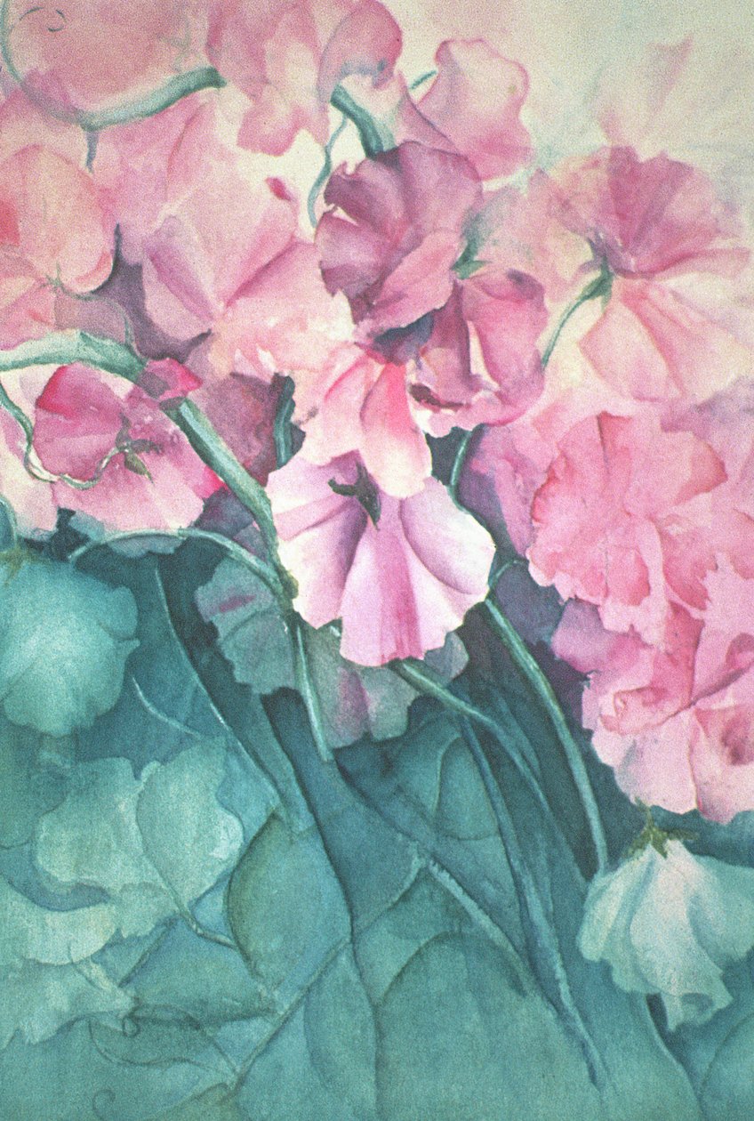 Duftwicken, Pink Pride (vertikal) von Karen Armitage