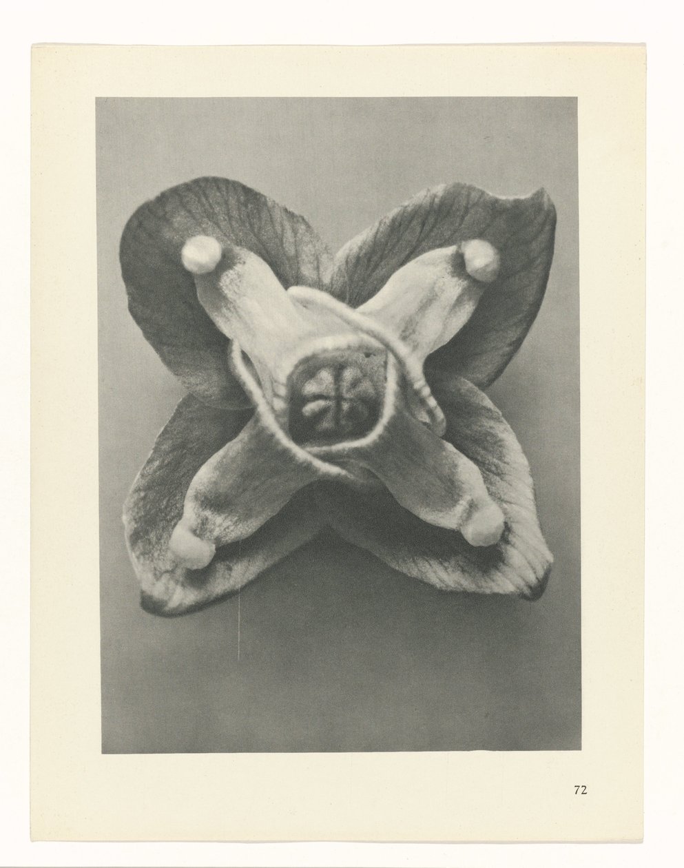 Pflanzenstudie Urformen der Kunst (Serientitel) von Karl Blossfeldt