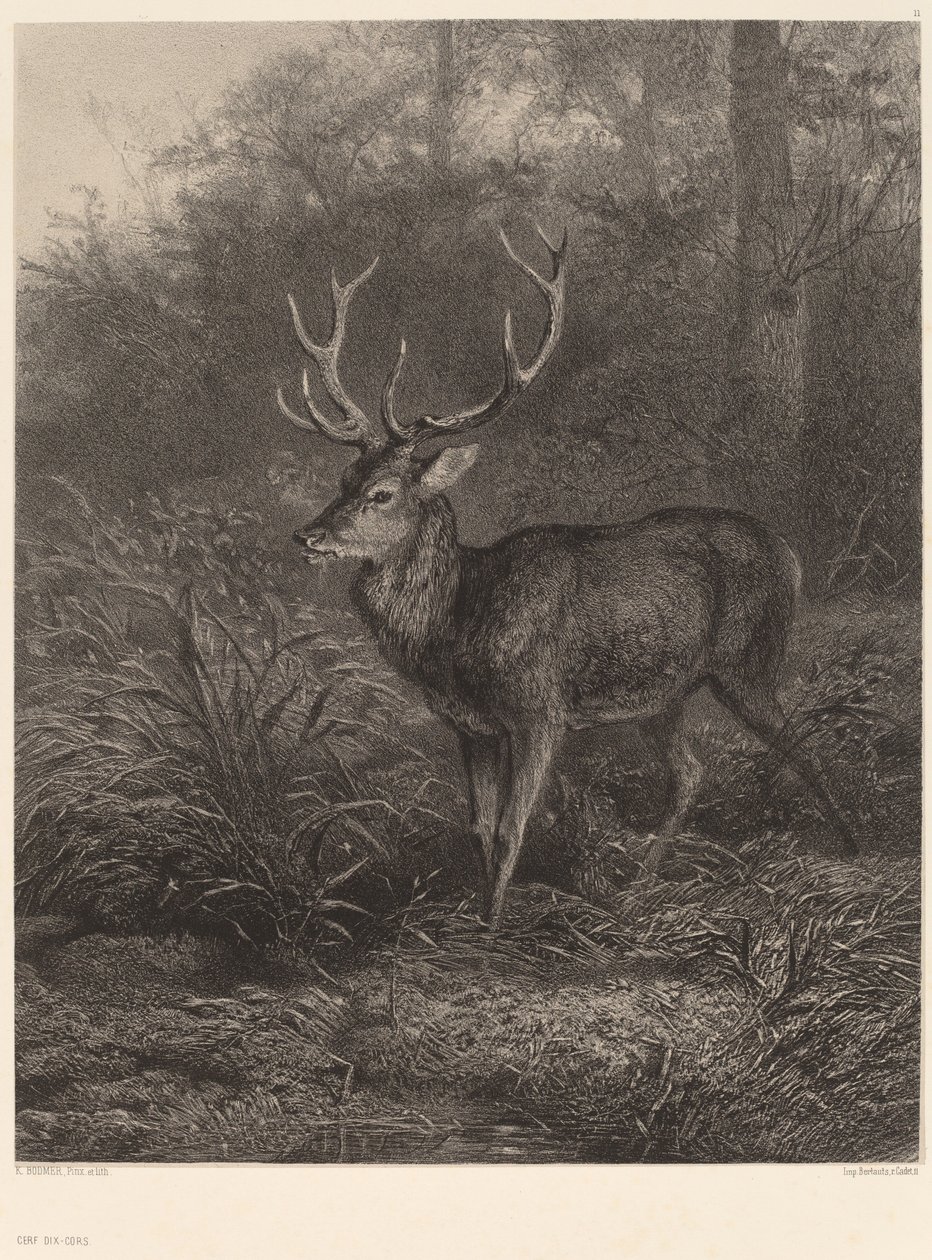 Cerf Dix-Cors von Karl Bodmer
