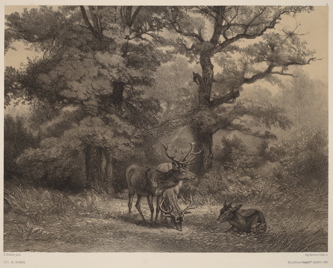 Hirsche auf der Weide von Karl Bodmer