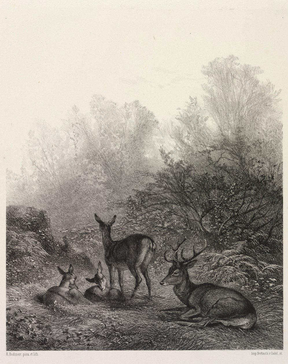 Hirsche im Ruhestand von Karl Bodmer