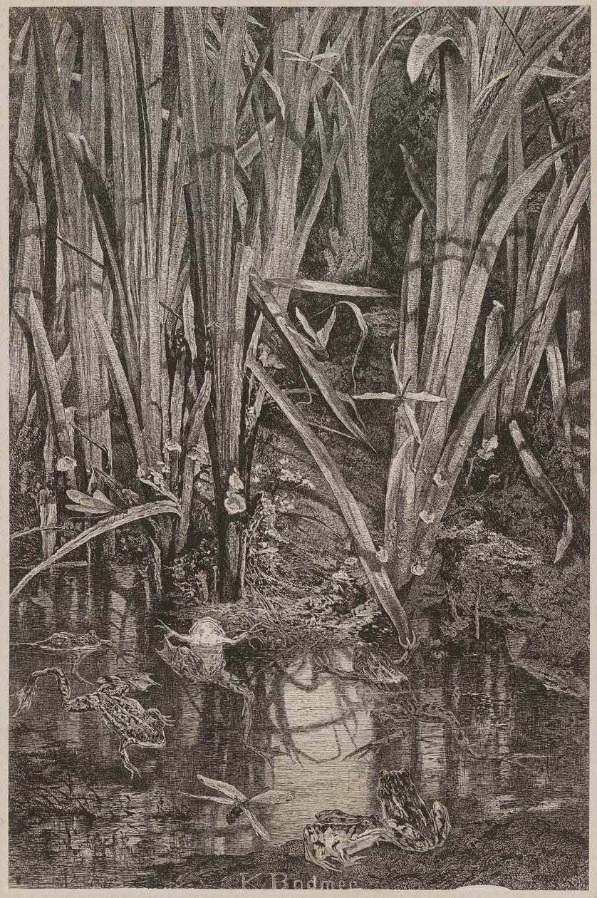 Frösche im Sumpf von Karl Bodmer