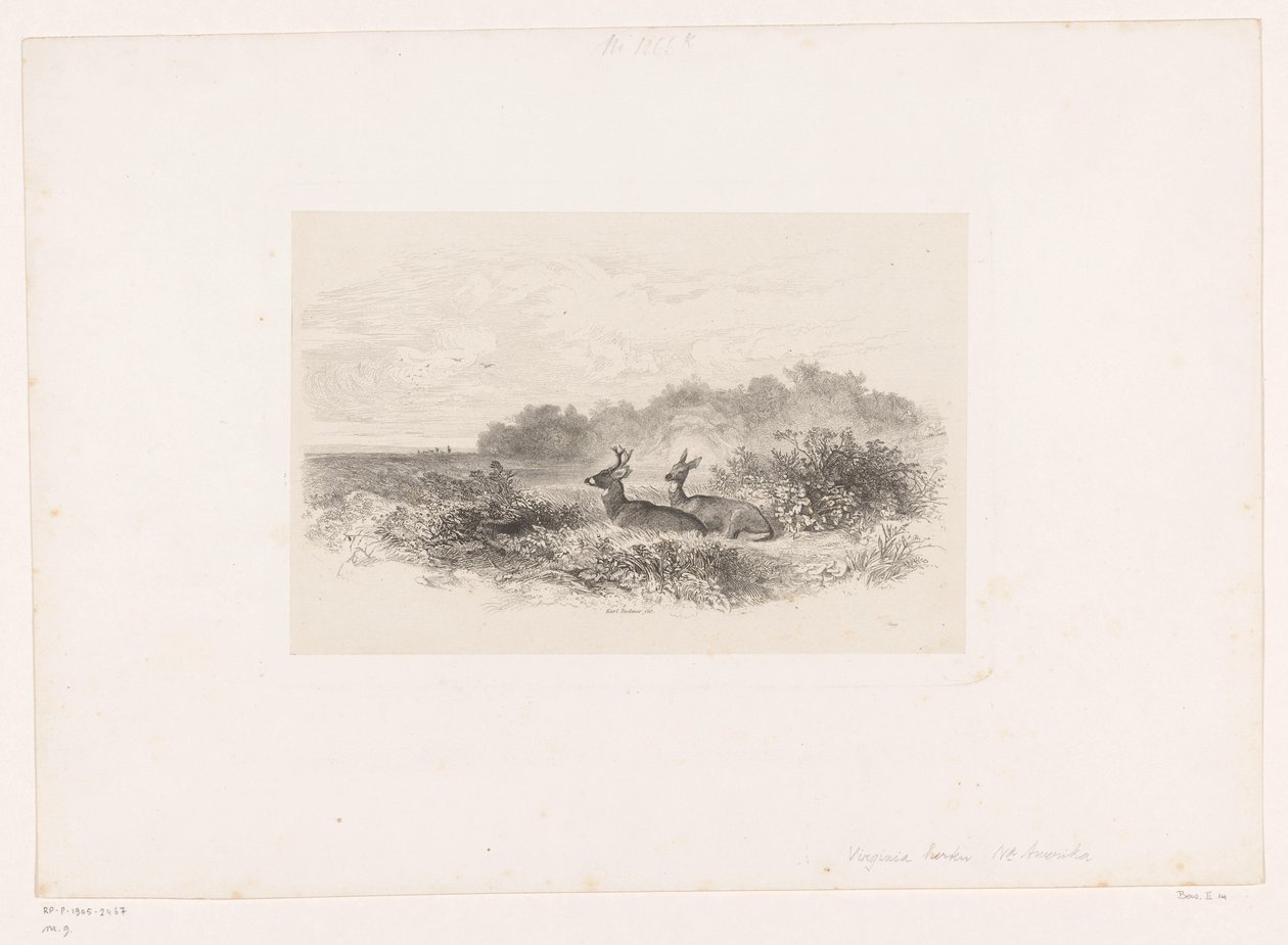 Landschaft mit zwei Weißwedelhirschen von Karl Bodmer