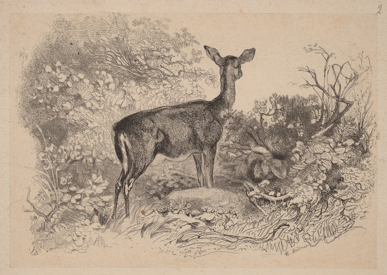 Ein Reh von Karl Bodmer