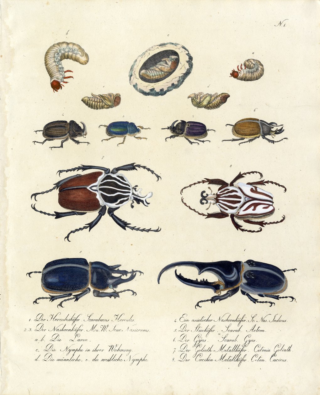 Käfersammlung mit Entwicklungsstadien (Druck) von Karl Joseph Brodtmann