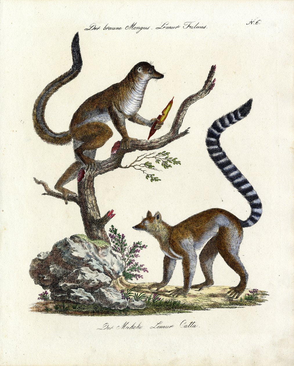 Brauner Lemur und Katta von Karl Joseph Brodtmann